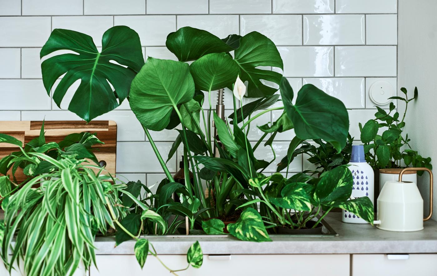 Des plantes d’intérieur, dont un Monstera et une fleur de lune, dans un évier; sur le plan de travail, un arrosoir à anse dorée et de l’engrais.