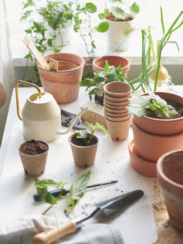 Des pots de différentes tailles sur une table placée devant une fenêtre avec des boutures et des outils de jardinage comme l’arrosoir VATTENKRASSE.