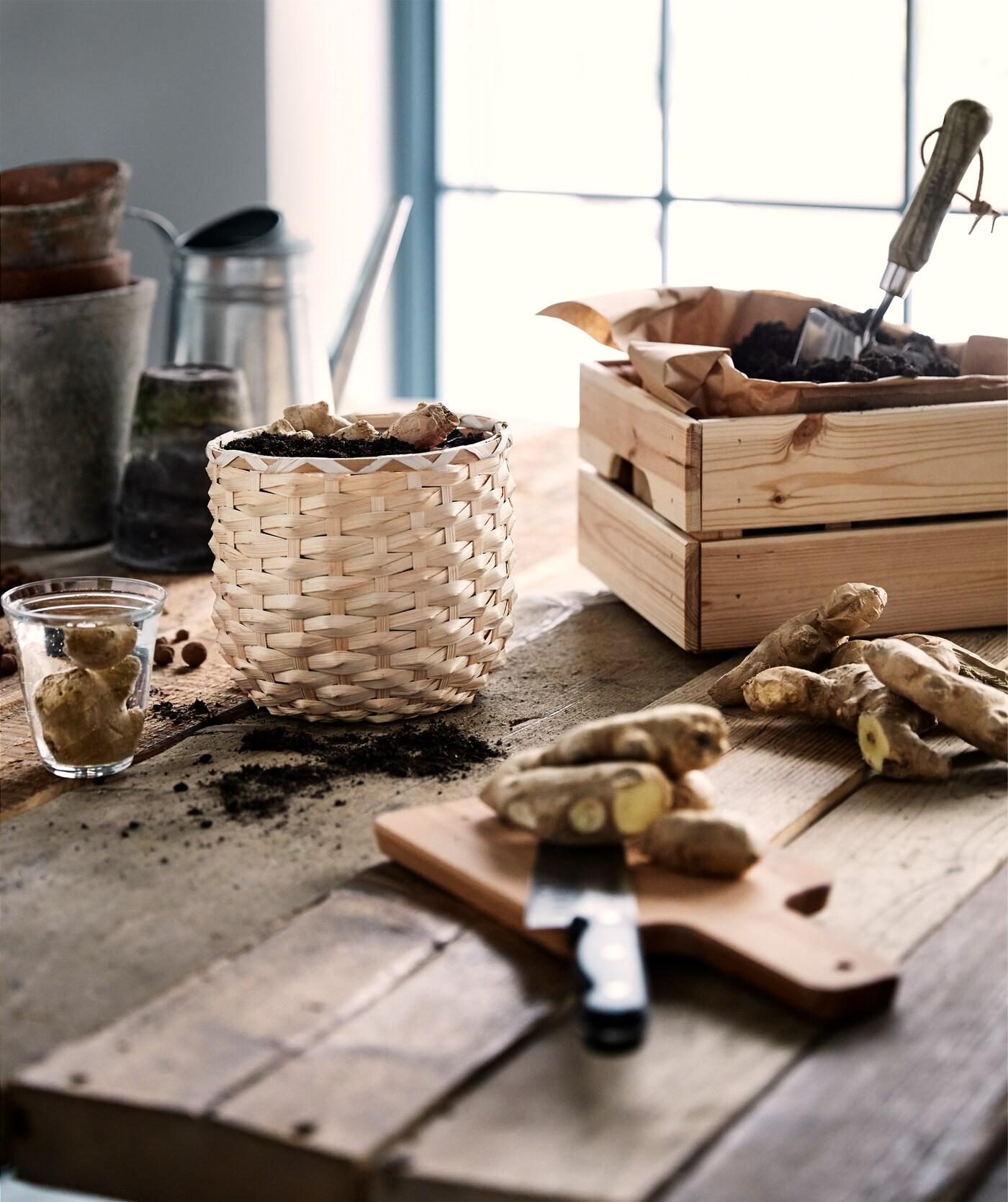 Des racines de gingembre sont plantées dans un cache-pot en rotin, à côté d’une boîte en bois contenant du papier brun et de la terre ; le tout sur une table en bois brut.