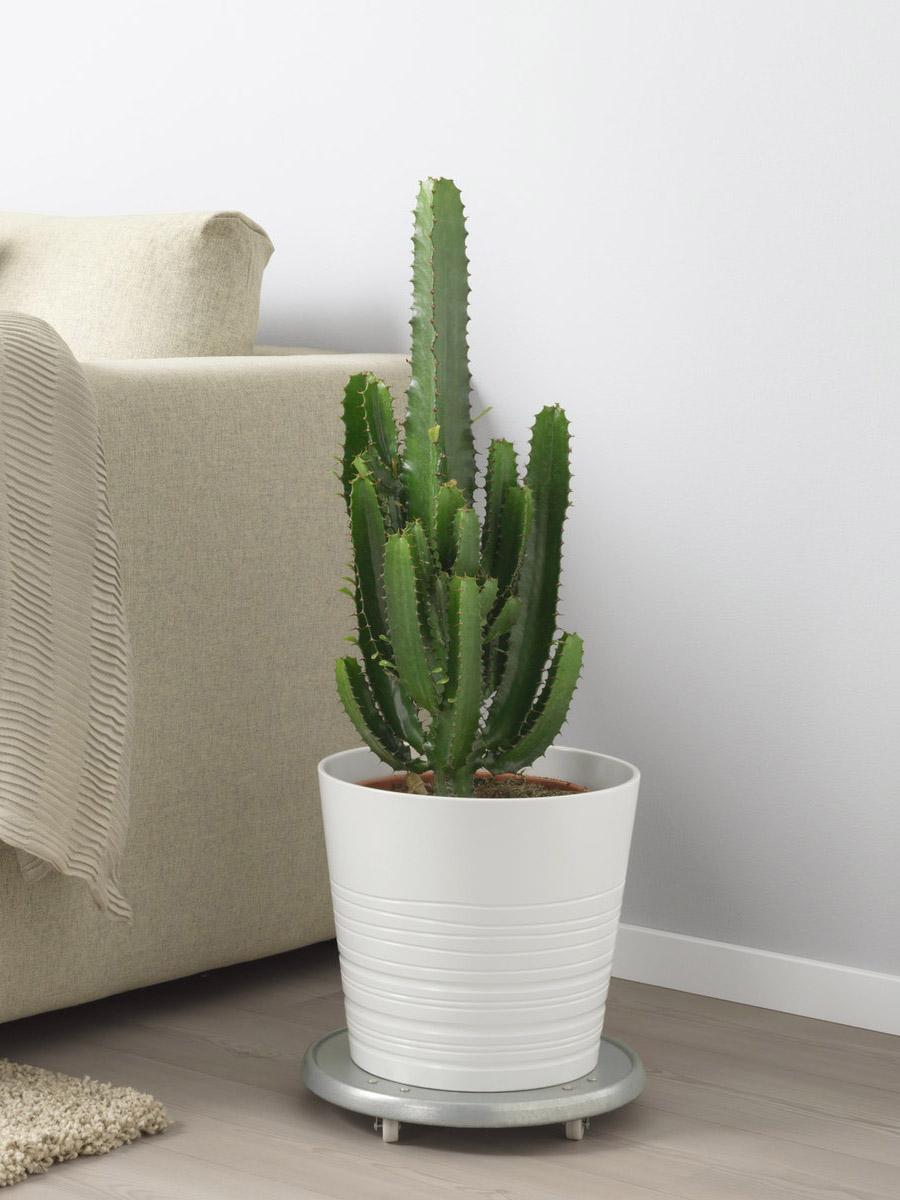 Desert candle