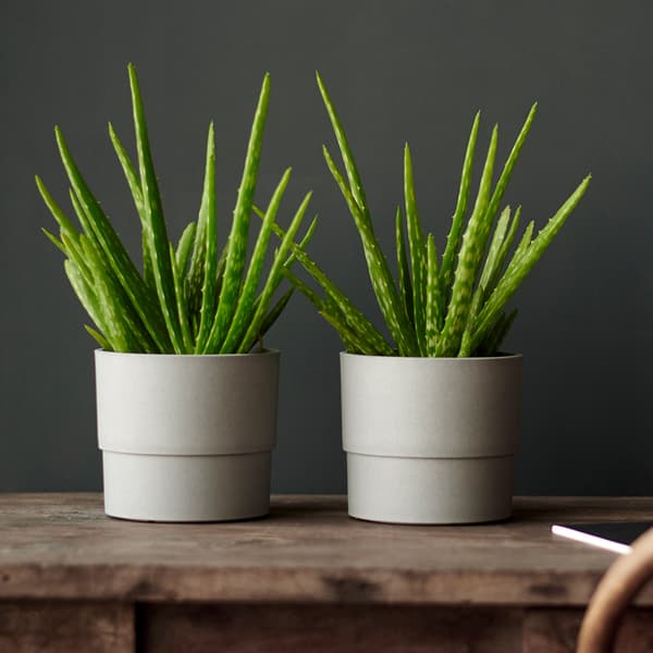 Deux aloès dans des pots gris clair.