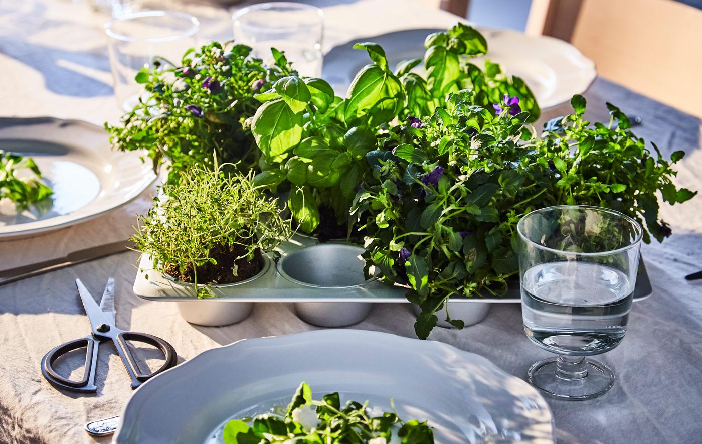 Different fresh herbs are planted in a muffin tin that sits at a set dining table.