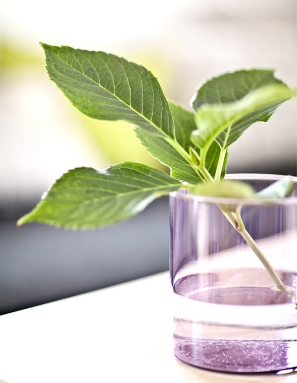Display plant cuttings in glasses and jars
