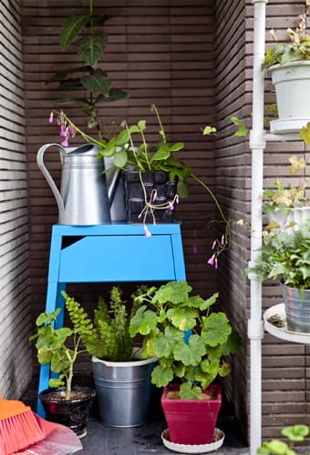 Display plants high and low