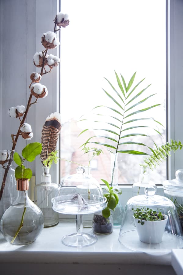 Display plants in glass containers.