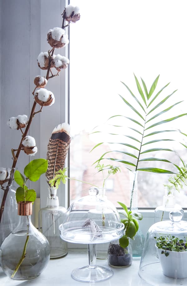 Display plants in glass containers and terrariums.