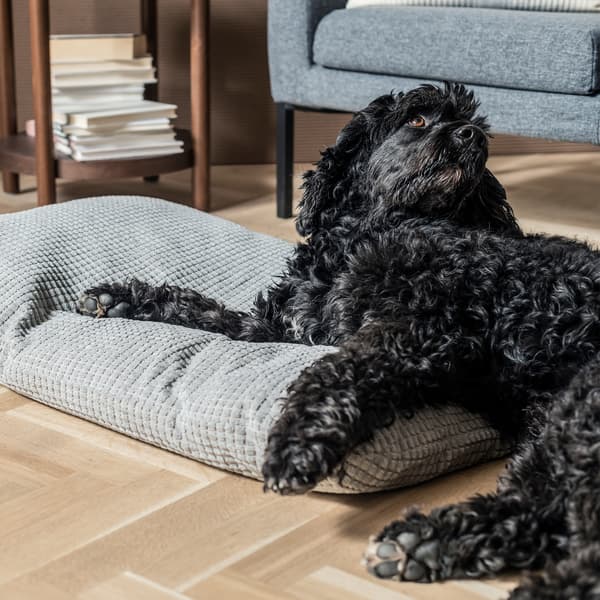 Dog in living room, lying half on floor, half on a pet cushion. In the background a side table with pile of books, armchair.