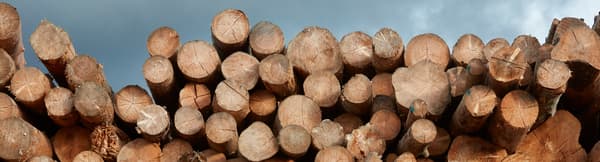 Dozens of freshly cut logs of various sizes are lying on top of each other.