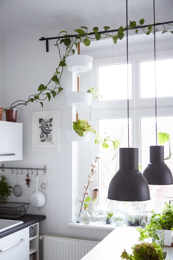 Dress your window with plants instead of curtains.