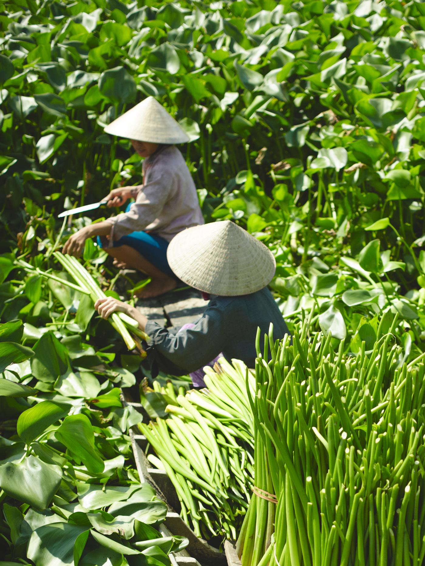 Dua orang yang memakai topi sinar anyaman sedang bercangkung di Sungai Mekong sambil menuai keladi bunting pada hari yang cerah.