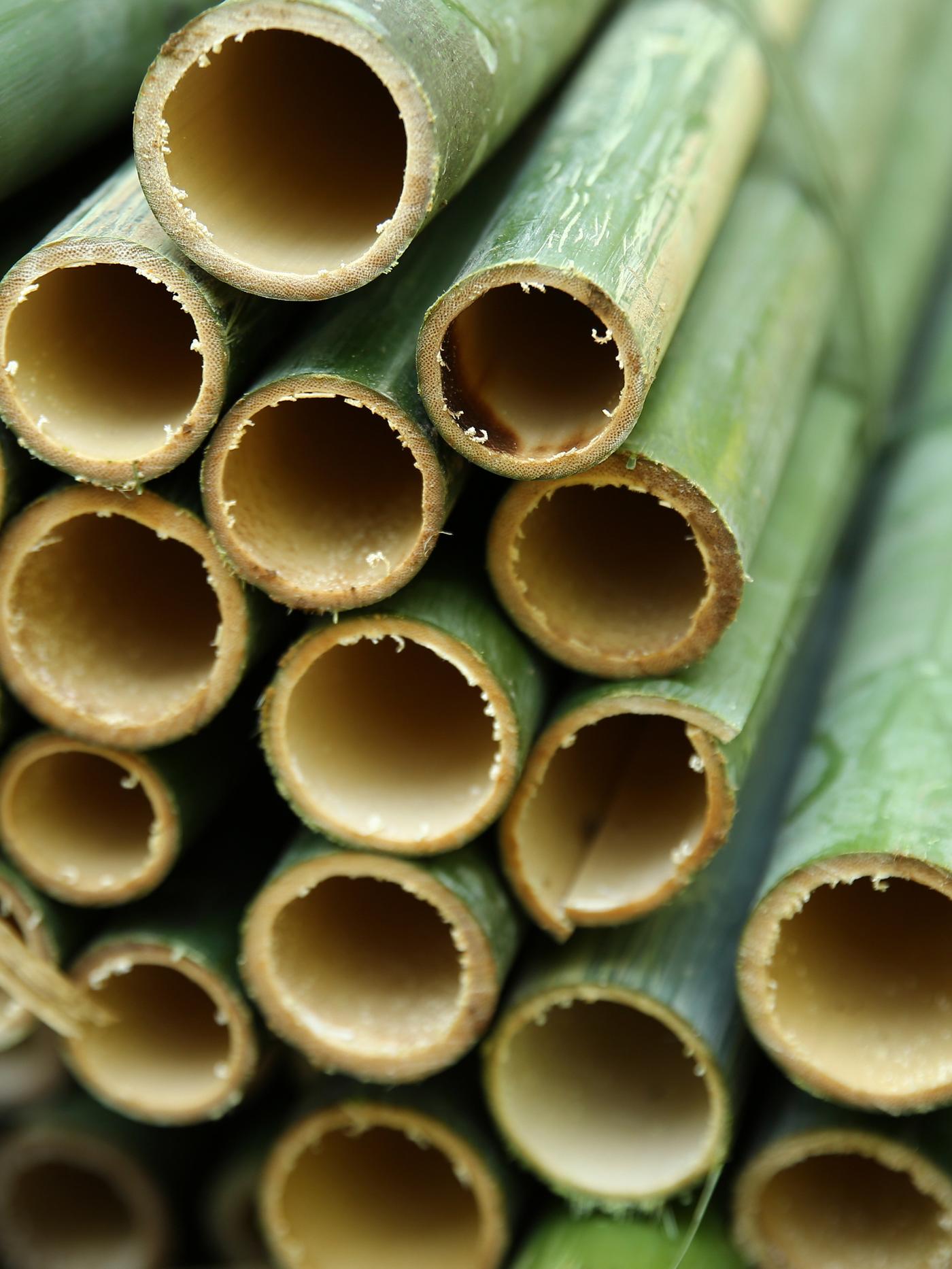 Een close-up van veel groene en verse bamboegrassprieten, samengebracht in een bos en ingesneden aan de randen.