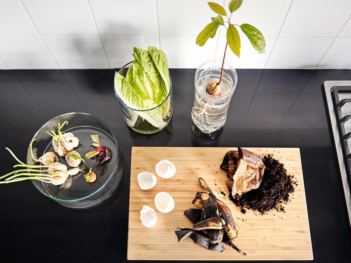 Eggshells and used coffee grounds on a wooden cutting board next to sprouting garlic and onion plants in glass cylinder vases. A wilting head of lettuce sits in a vase with some water, and an avocado seed is coming into leaf in a plastic container.