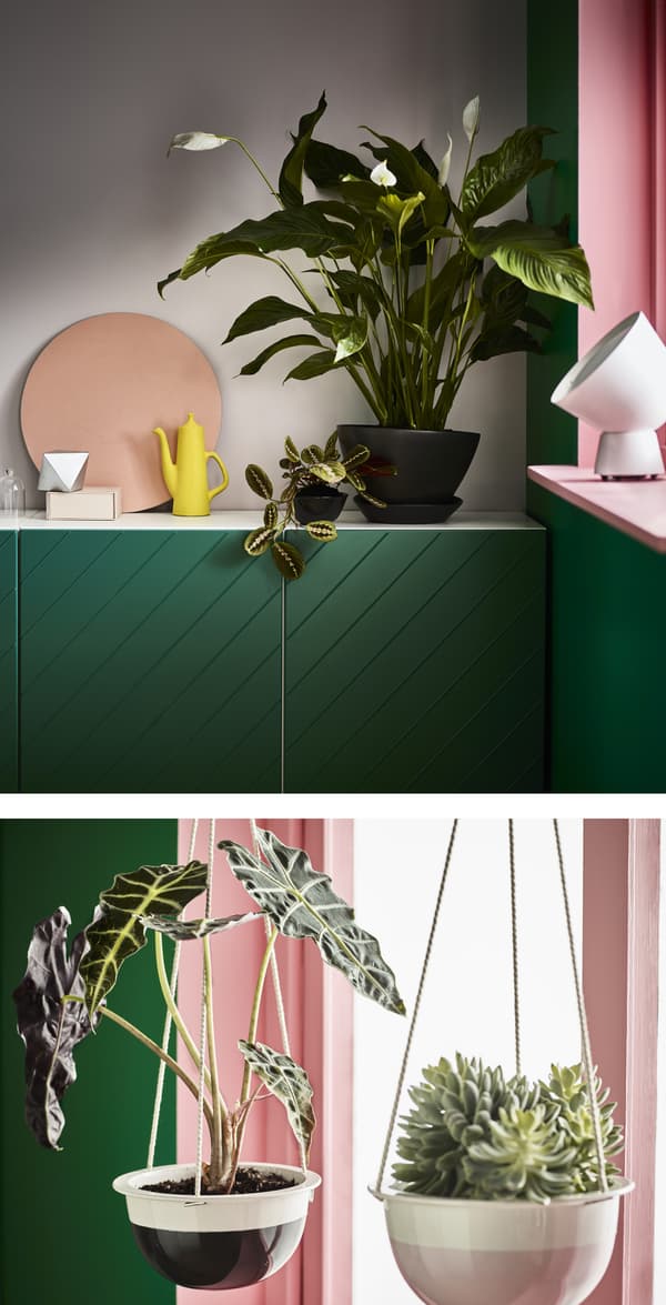 Envie de plantes vertes ? IKEA en propose toute une série en pot, dont la fleur de lune ou SPATHIPHYLLUM. Sa place est à l’intérieur et à l’ombre et elle a besoin d’arrosages fréquents. Nous l’avons placée dans un coin, au-dessus d’une armoire verte.