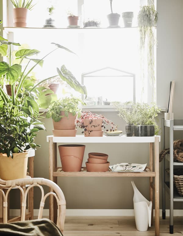 Étagère, piédestal et fauteuil, dans un décor de plantes, devant une fenêtre ensoleillée.