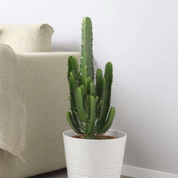 EUPHORBIA ACRURENSIS sits in a large white pot next to a beige sofa