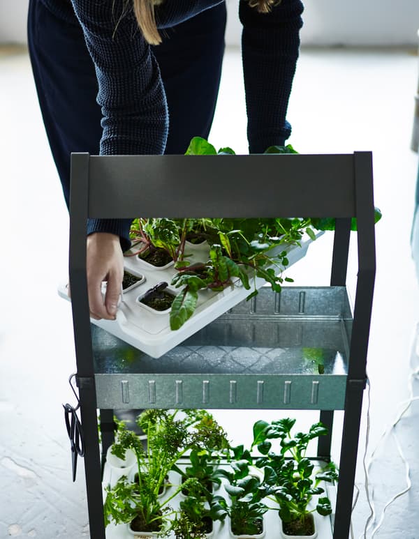 Femme en train de placer un plateau garni d’herbes aromatiques et de légumes verts sur une étagère.