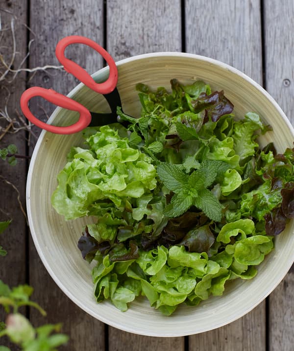 Feuilles de salade et de menthe dans un bol en bois, avec paire de ciseaux aux poignées rouges.
