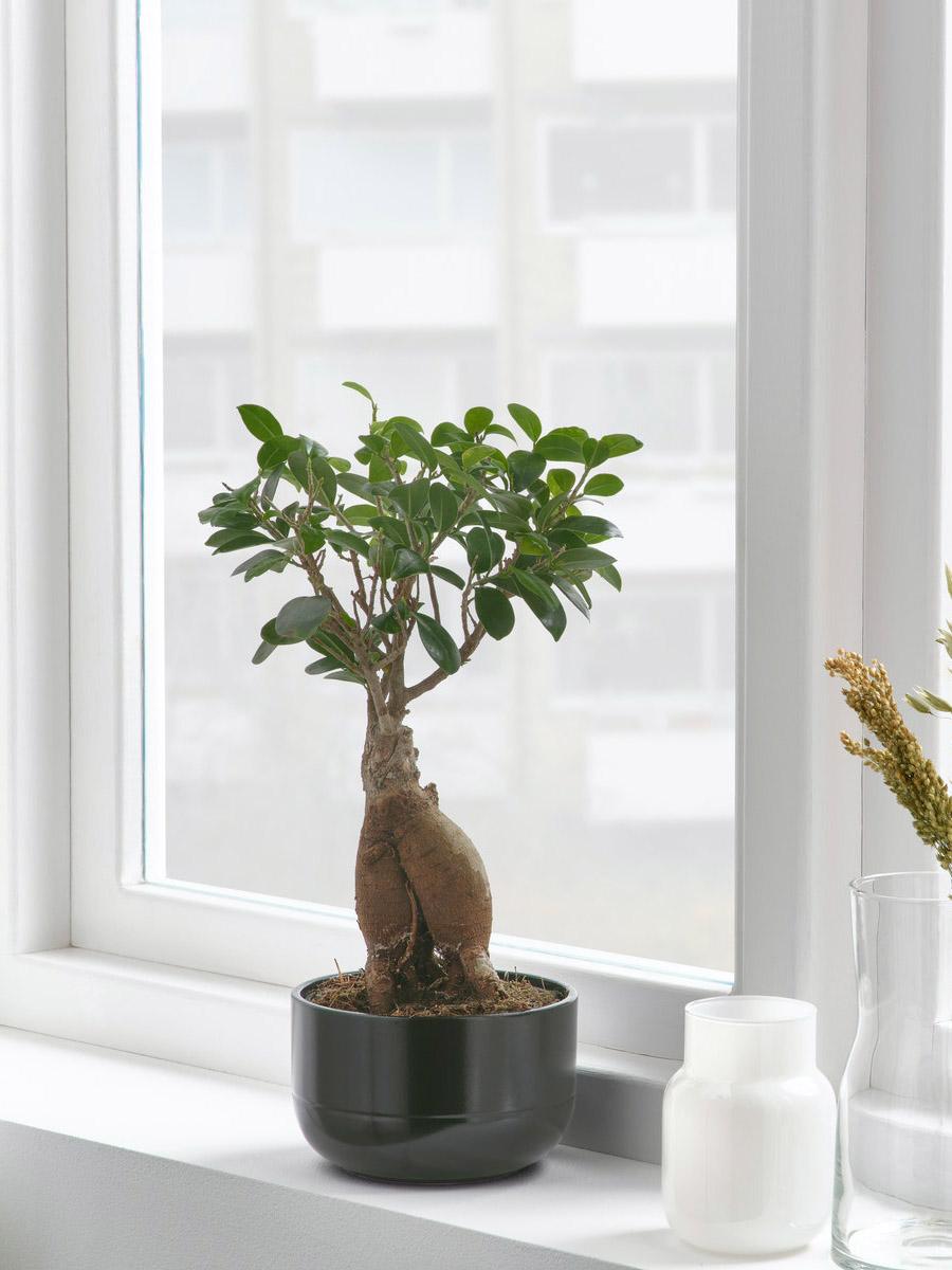 Ficus Bonsai