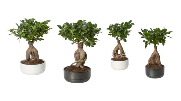 FICUS Microcarpa Ginseng plant