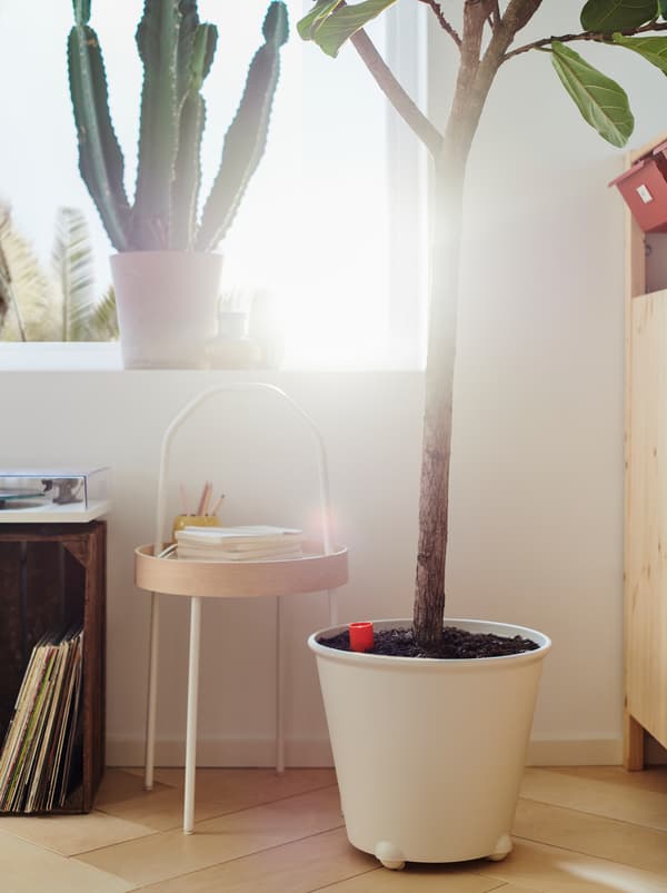 Finestra luminosa con un cactus e una grande pianta di fico in un vaso a riserva d’acqua IKEA PS FEJÖ bianco appoggiato a terra.