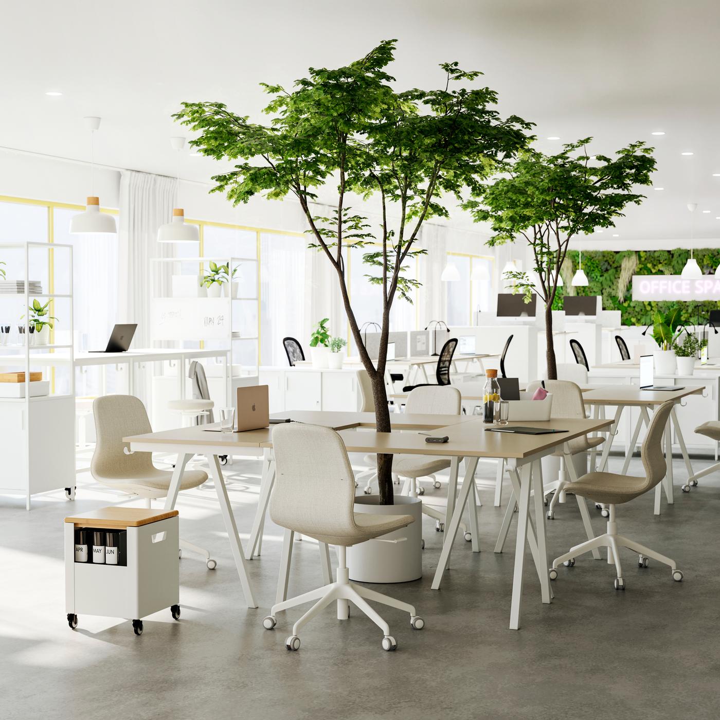 Four beige-and-white TROTTEN desks put together for a collaboration area and LÅNGFJÄLL office chairs.