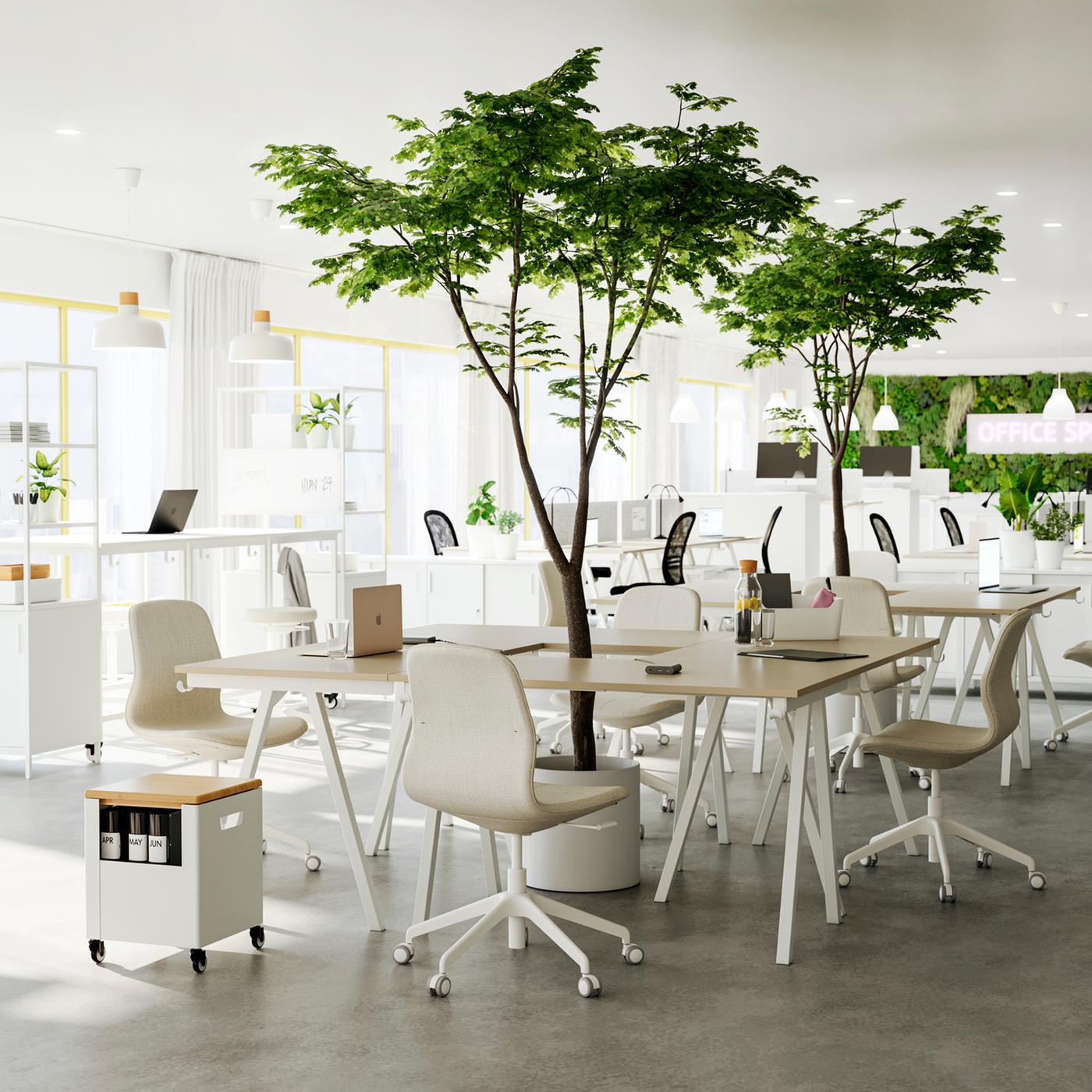 Four beige/white TROTTEN desks put together for a collaboration area and LÅNGFJÄLL office chairs.