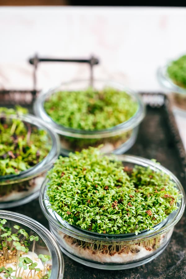 Glass bowls filled with vibrant green microgreens sit on a dark tray, conveying freshness and organic growth in a bright kitchen setting.