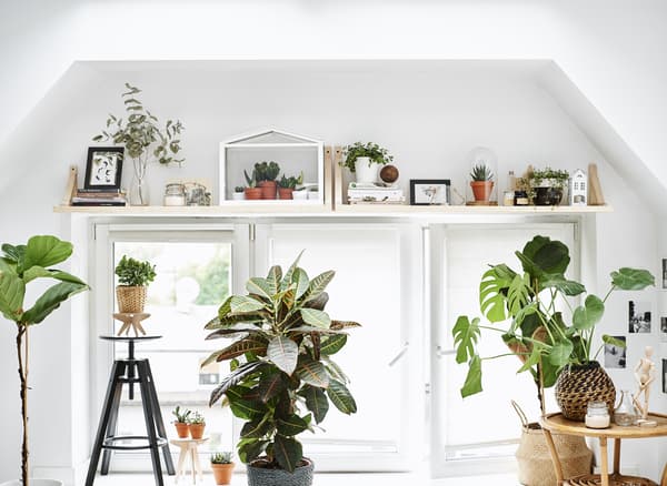 Grande fenêtre avec tablette servant d’espace d’exposition, notamment pour des plantes.