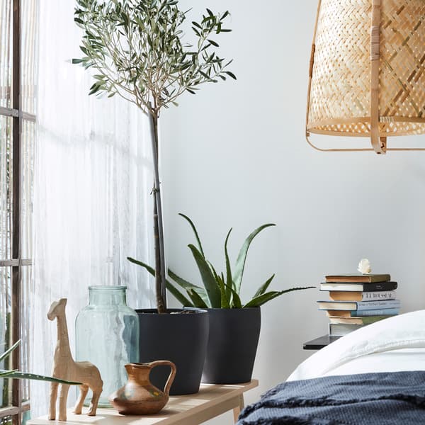 Green plants in dark grey plant pots, a bench, a pendant lamp in rattan and white sheer curtains.