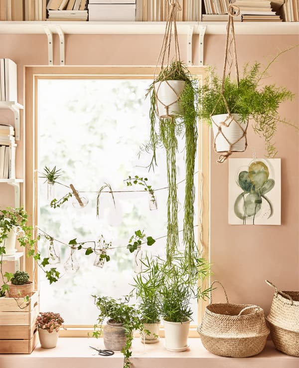  Green plants of different shapes and sizes frame the window in this pink living room.