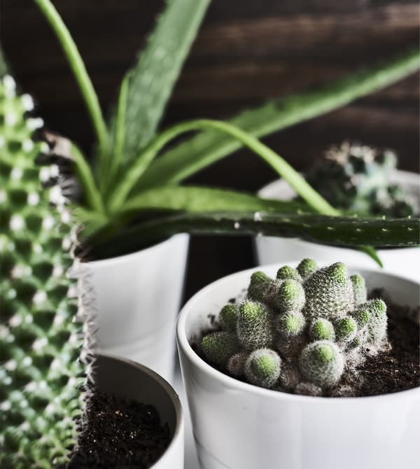 Gros plan de plantes vertes dans des cache-pots blancs.