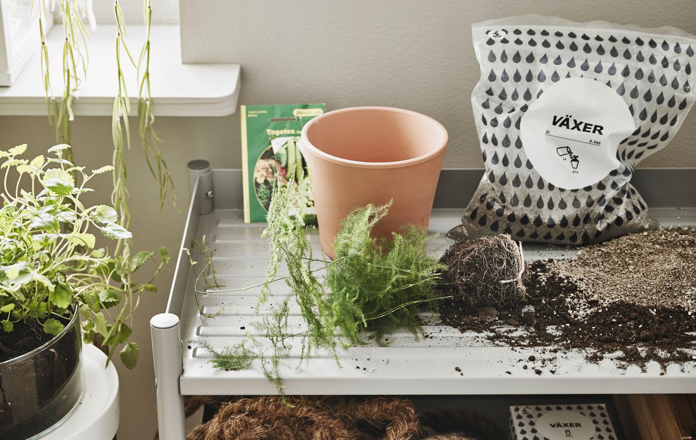 Gros plan d’une petite étagère métallique faisant office d’établi de jardinage.