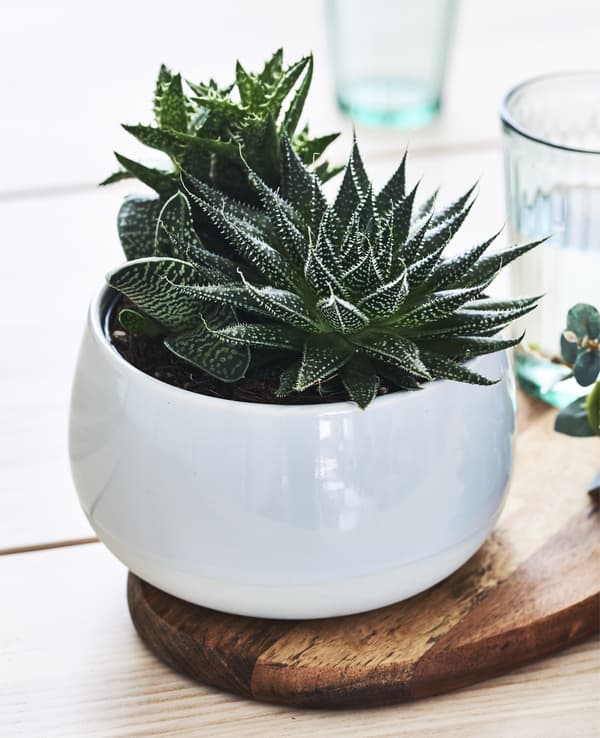 Gros plan d’une succulente vert foncé en pot.