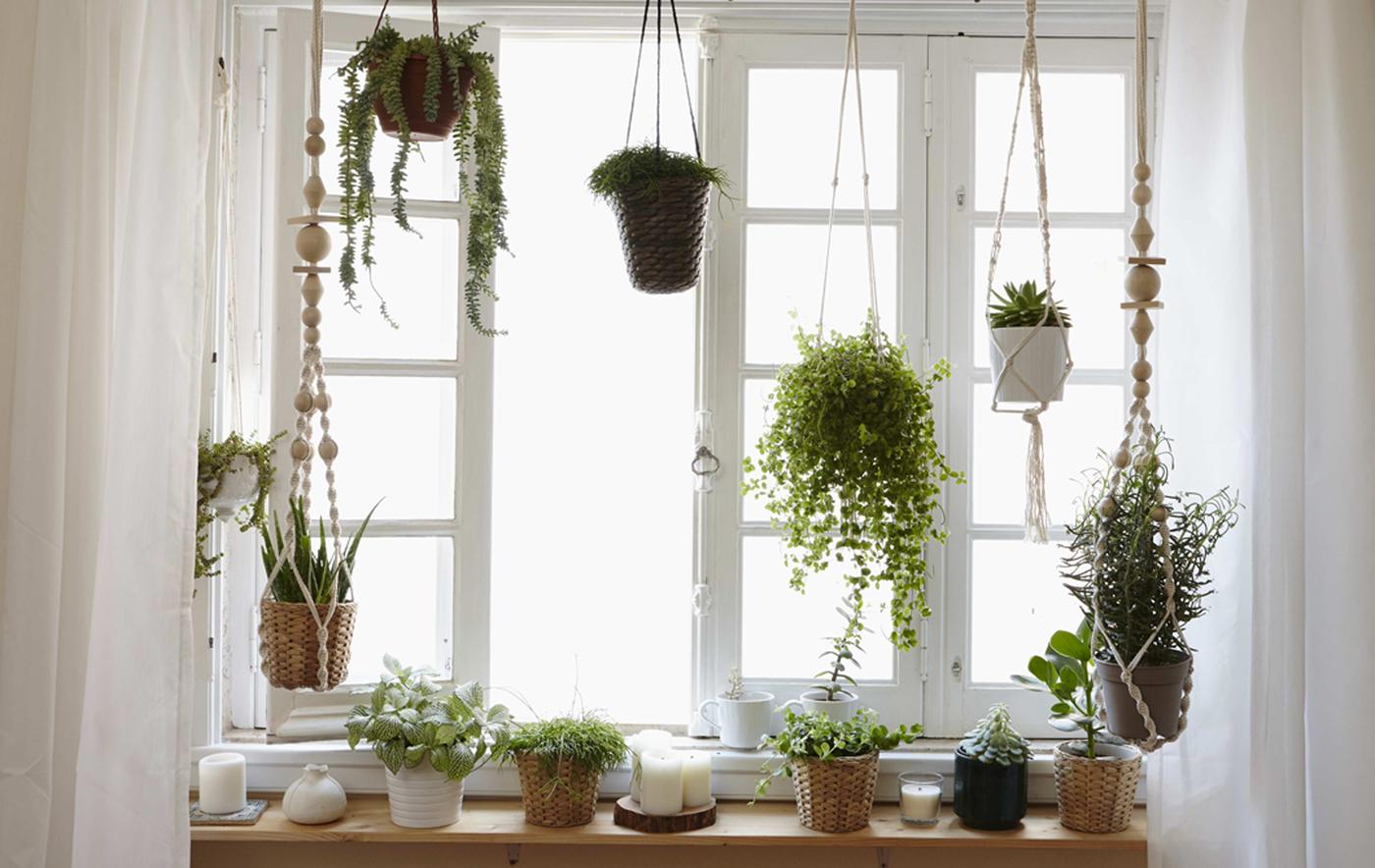 Grow a window garden at home