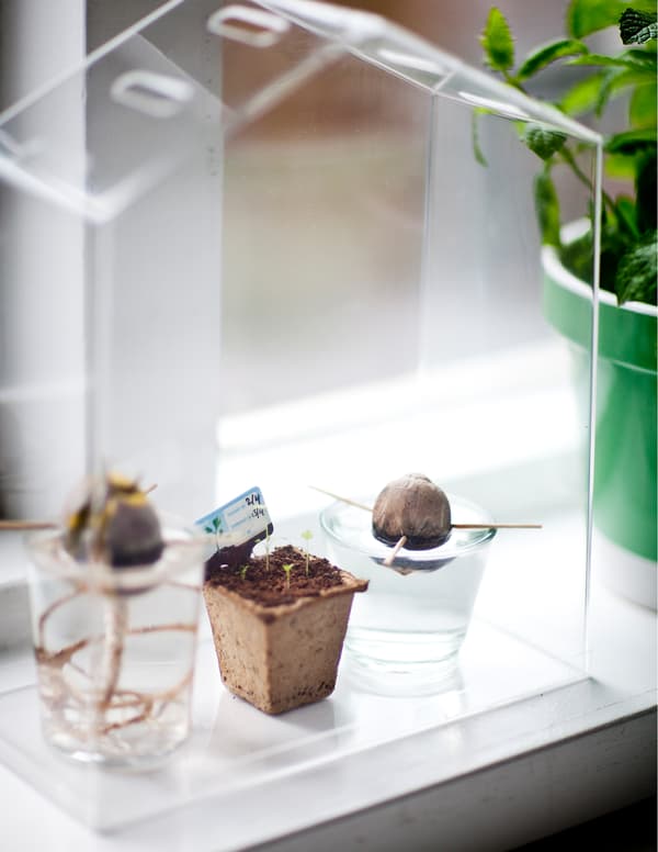 Grow edible plants in an indoor greenhouse.