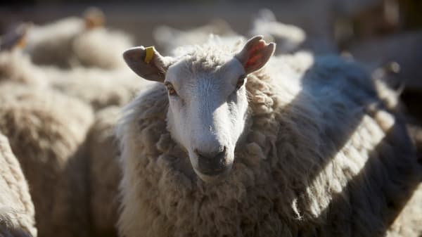 Growing on sheep, wool is a natural, sustainable and renewable material.