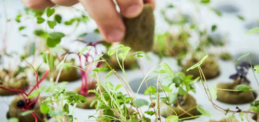 growing-vegetables-at-home-with-the-ikea-krydda-vaexer-hydroponics-kit