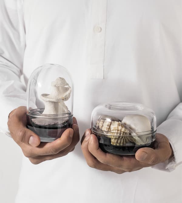 Hands holding two clear display boxes containing shells.