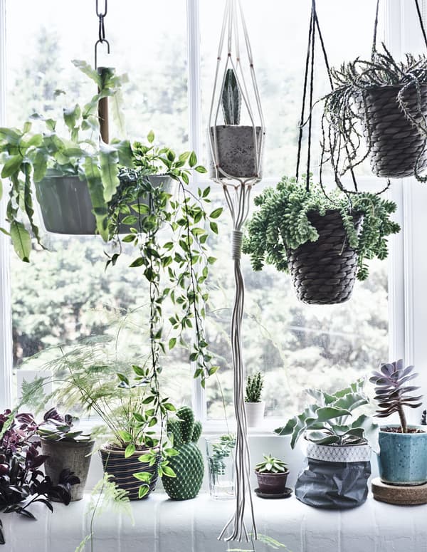 Hanging and potted plants in a window.
