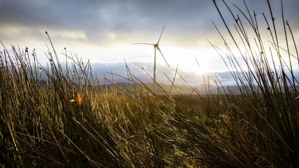 high grass and blue sky with a wind turbine in the distance