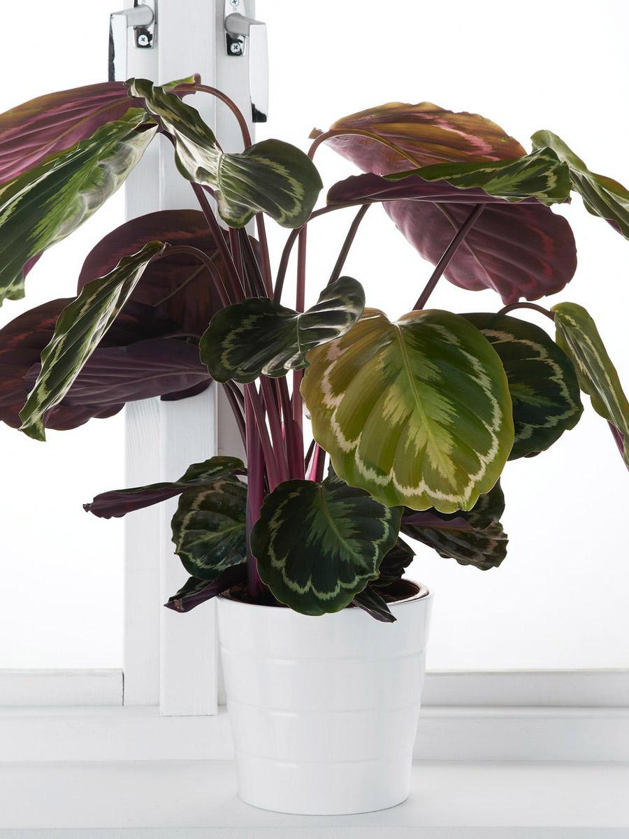 How to care for your Calathea
