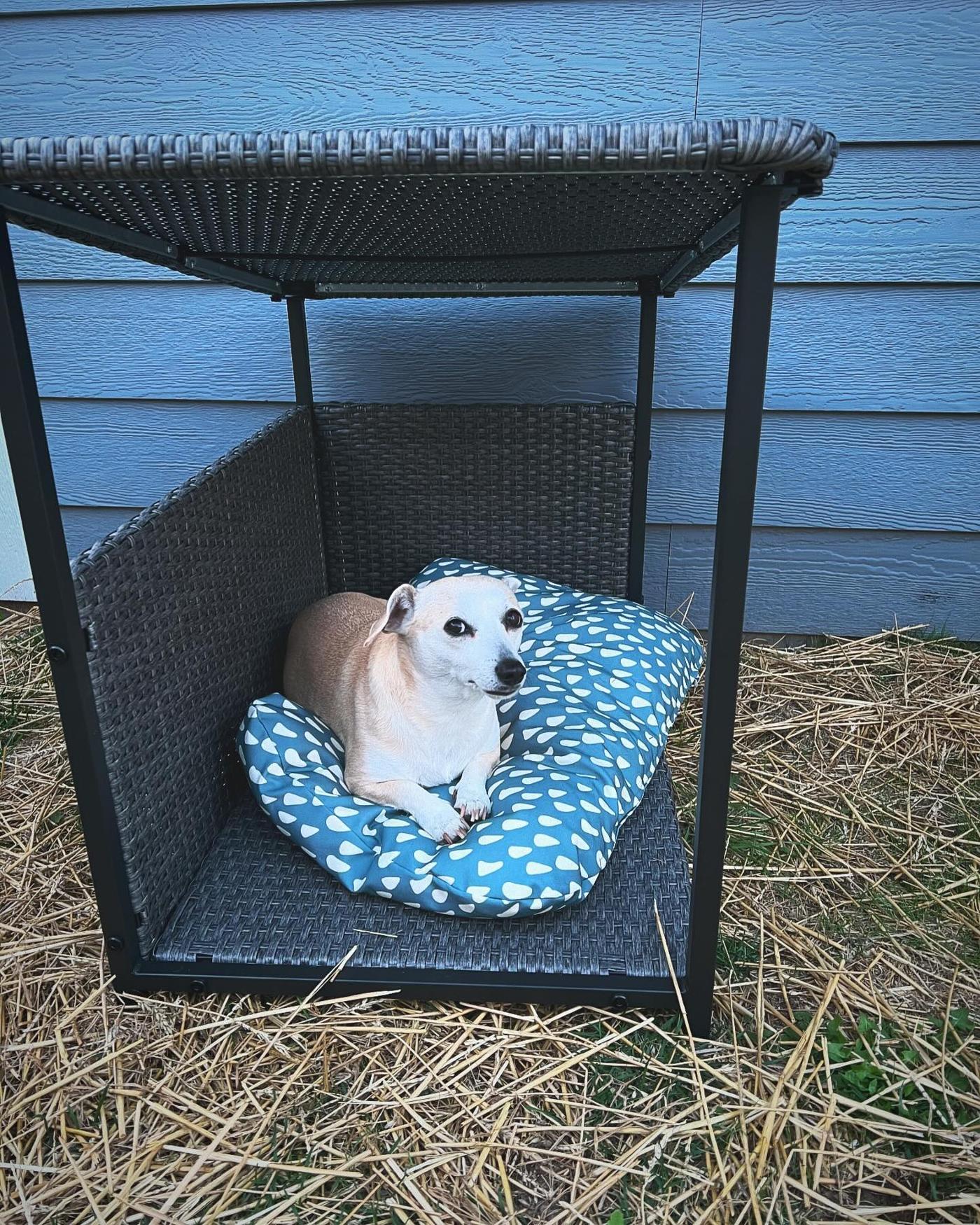 Hund som ligger på en blå kudde med vita prickar i ett öppet skydd av flätat material placerat utomhus.