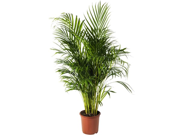 IKEA DYPSIS LUTESCENS Areca palm plant