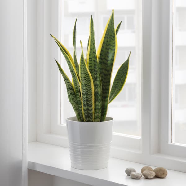イケアの鉢植え