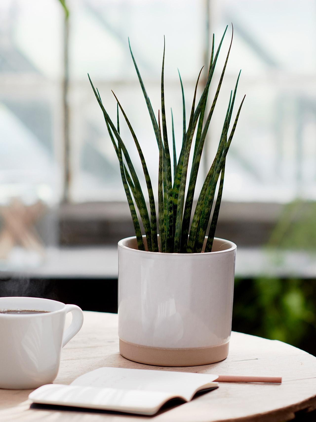 Indoor and potted plants