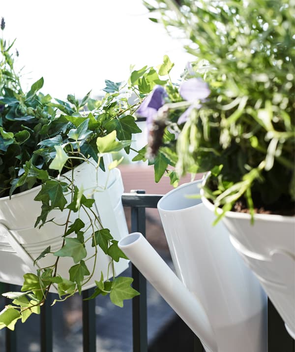 Ivy growing in white pots hanging from balcony railings, and a white watering can.