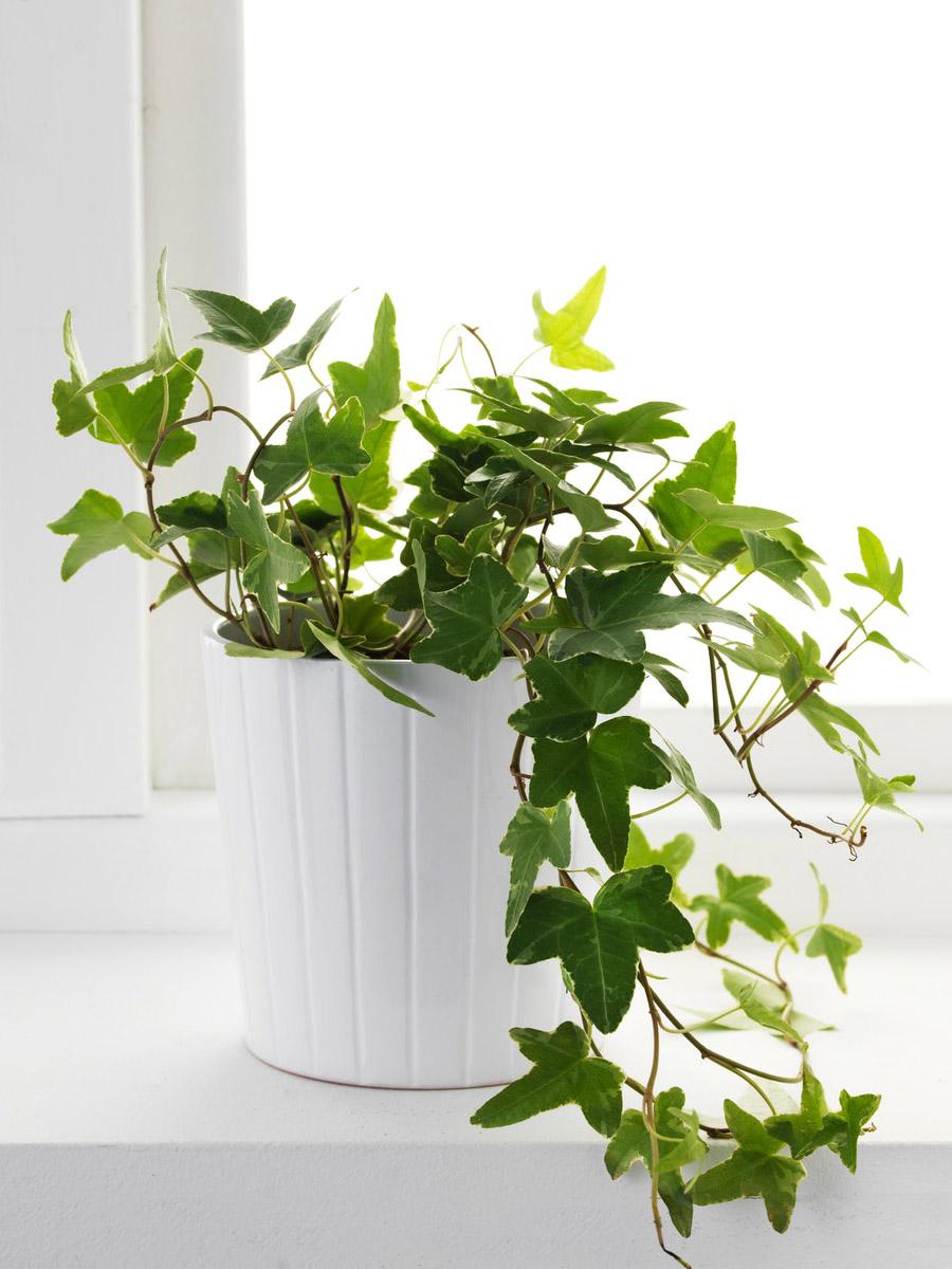 Ivy plant