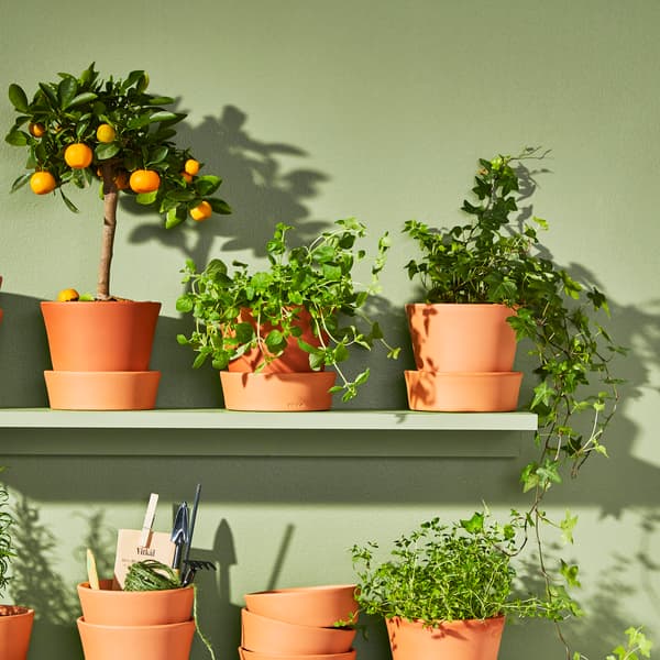 Ivy sits on a shelf next to other plants in terracotta pots