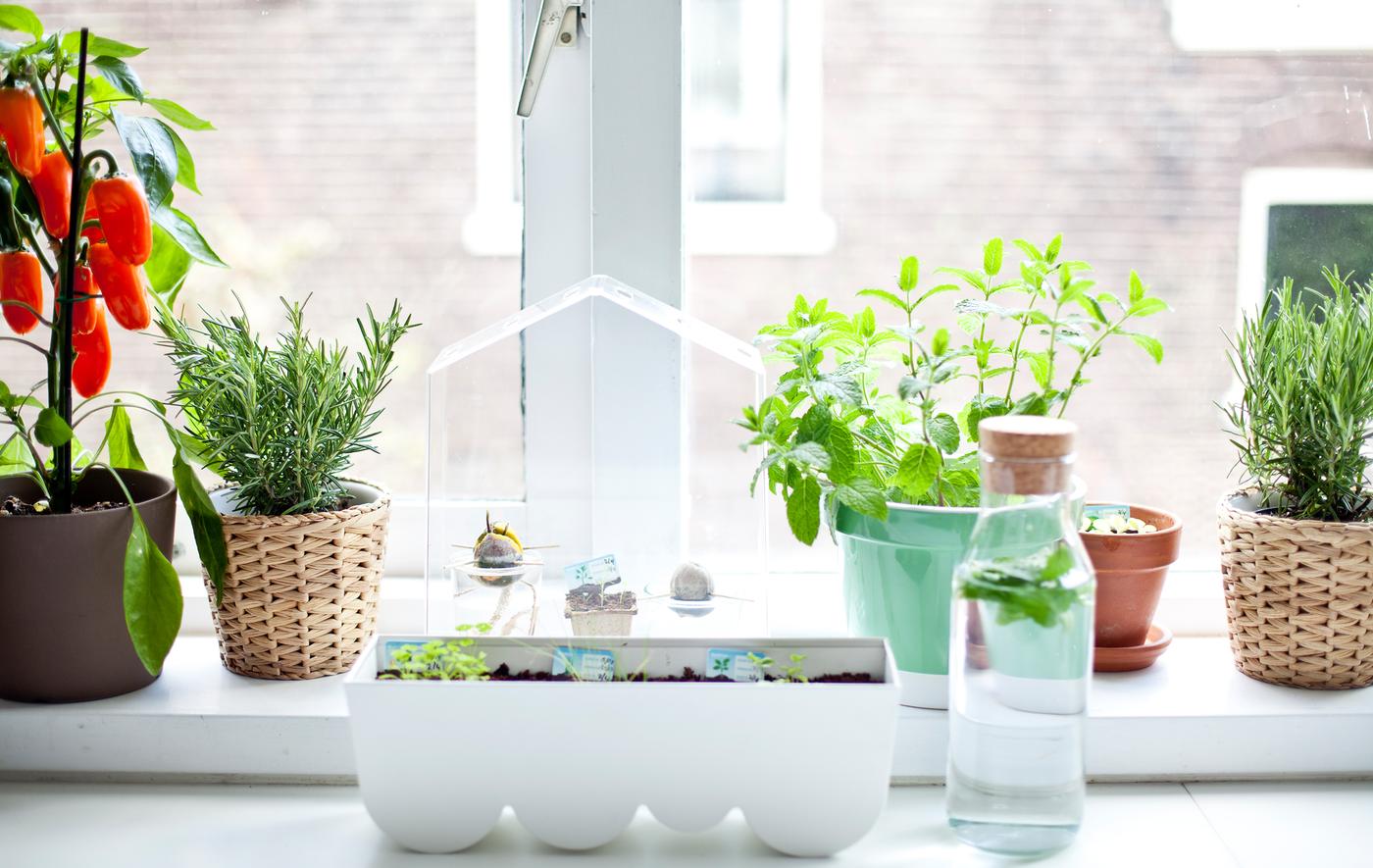Jardin de rebord de fenêtre avec herbes aromatiques, plantes et mini-serre