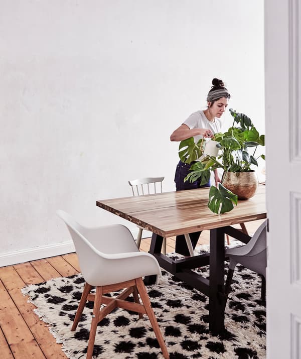 Julia watering a monstera plant on a large wooden table with chairs around it, next to a bare wall.